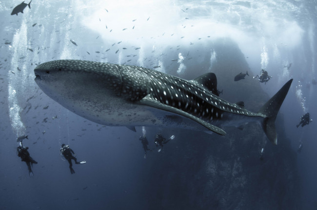 Обои картинки фото shark, животные, акулы, хищник, подводный, мир, рыбы