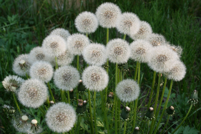 Обои картинки фото одуванчики, цветы, цветок, одуванчик, растение, семена