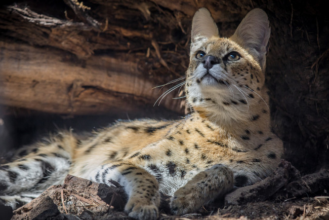 Обои картинки фото serval, животные, сервалы, сервал
