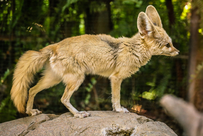 Обои картинки фото животные, фенеки, фенек