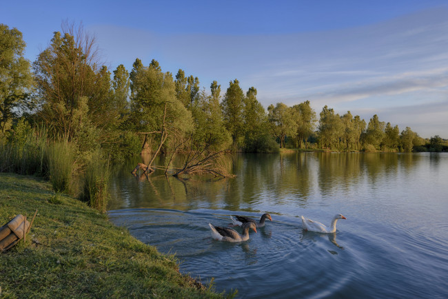 Обои картинки фото животные, гуси, лес, река, птицы