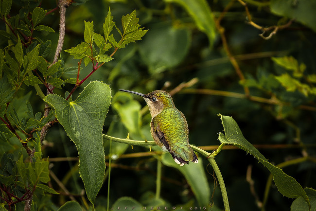 Обои картинки фото животные, колибри, птичка
