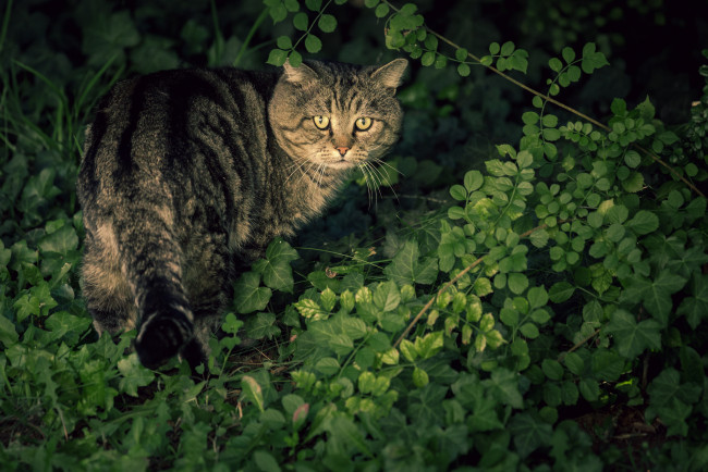 Обои картинки фото животные, коты, котяра