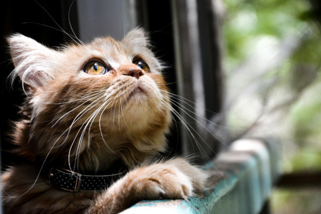 Обои картинки фото животные, коты, смотрят, глаза, кот, кошка, котэ