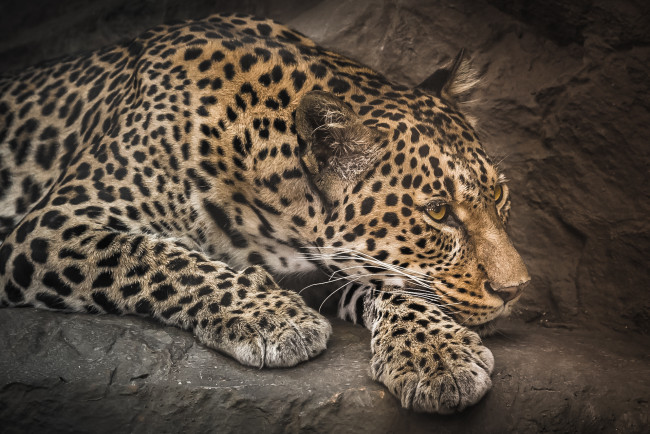 Обои картинки фото животные, леопарды, леопард