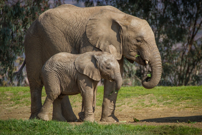 Обои картинки фото животные, слоны, малыш, слониха