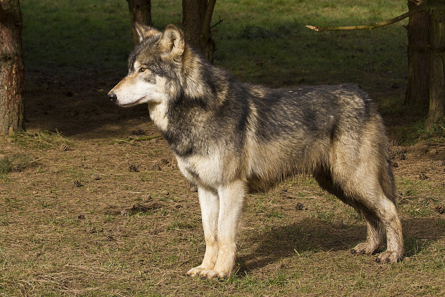 Обои картинки фото животные, волки,  койоты,  шакалы, волк