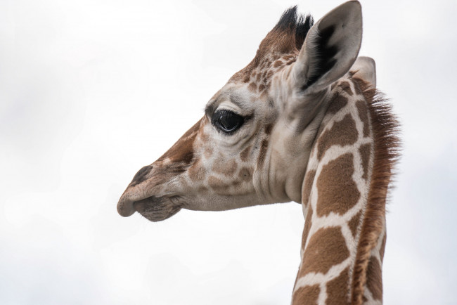 Обои картинки фото животные, жирафы, жираф