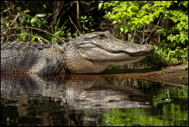 Обои картинки фото животные, крокодилы, крокодил