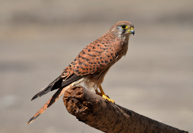 Обои картинки фото kestrel, животные, птицы - хищники, пустельга
