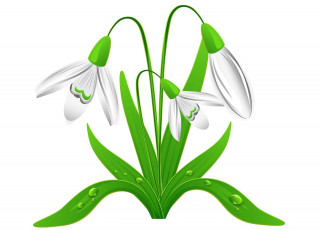 Картинка векторная+графика цветы+ flowers подснежники