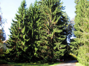 Картинка природа деревья сосны