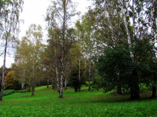 Картинка природа парк осень березы