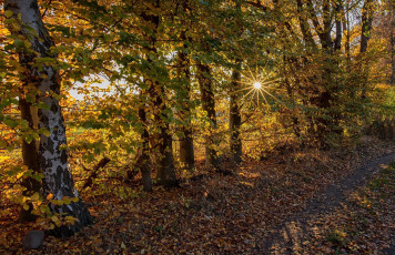 Картинка природа лес осень листопад листья