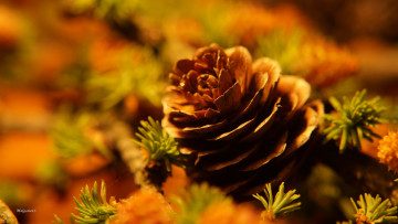 Картинка природа шишки +жёлуди +каштаны шишка боке