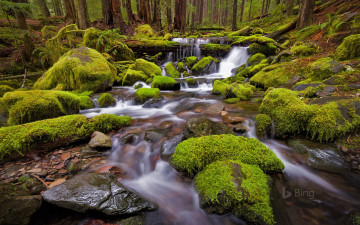 Картинка природа реки озера мох камни река лес