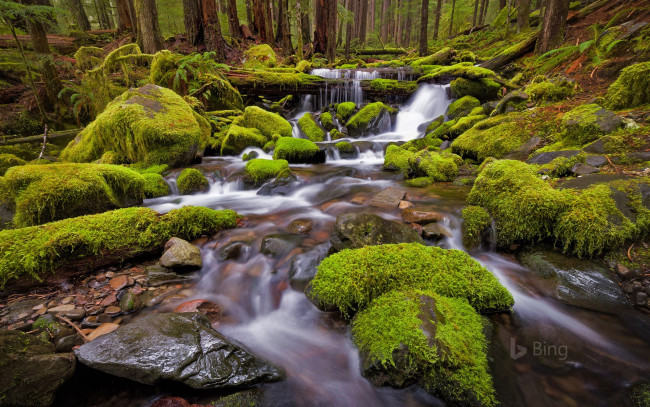 Обои картинки фото природа, реки, озера, мох, камни, река, лес