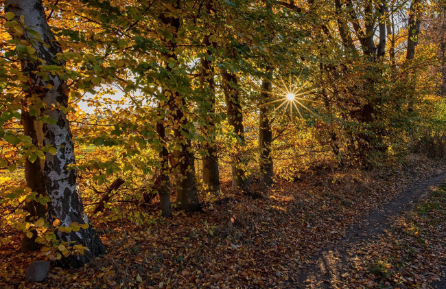 Обои картинки фото природа, лес, осень, листопад, листья