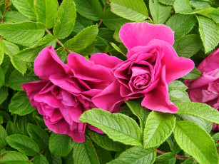 Картинка цветы шиповник розовый