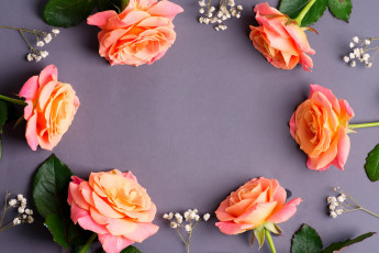 Картинка цветы розы бутоны