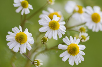 Картинка цветы ромашки макро боке