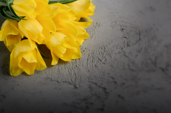 Картинка цветы тюльпаны желтый фон