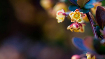 Картинка цветы ветка листья цветки