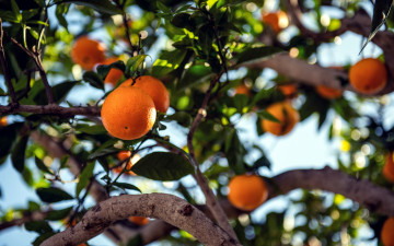 Картинка природа плоды мандарины