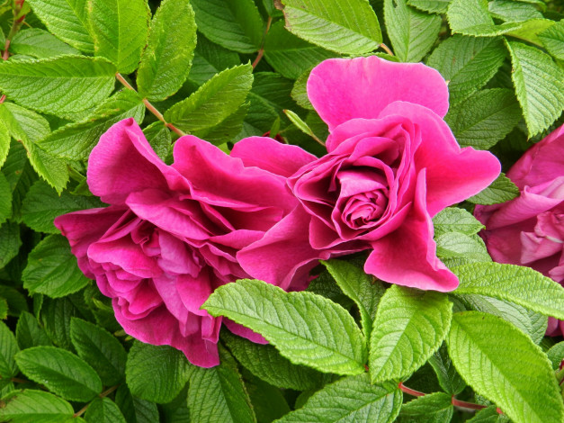 Обои картинки фото цветы, шиповник, розовый