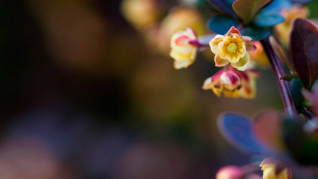 Обои картинки фото цветы, ветка, листья, цветки