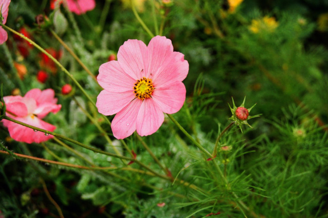 Обои картинки фото цветы, космея, розовый