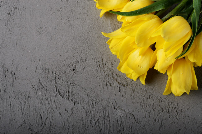 Обои картинки фото цветы, тюльпаны, желтый, фон
