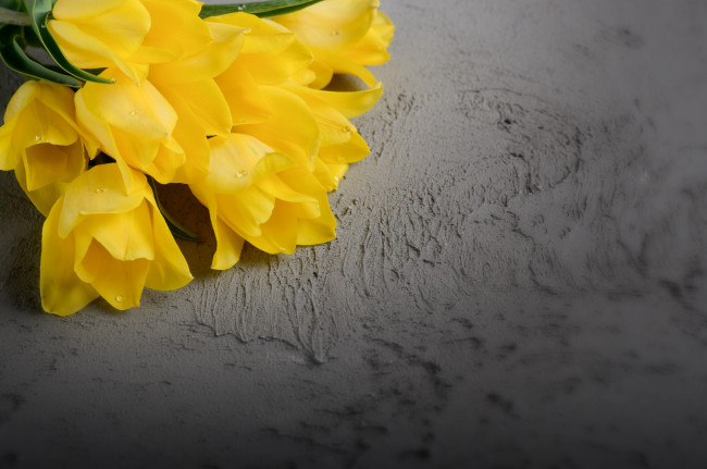 Обои картинки фото цветы, тюльпаны, желтый, фон