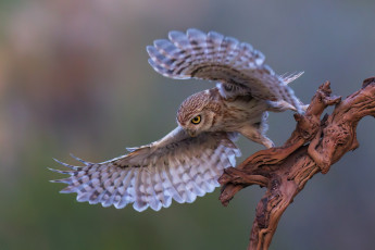 Картинка животные совы фон сова птица крылья коряга домовый сыч