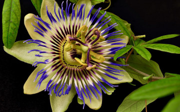 Картинка цветы пассифлора страстоцвет макро