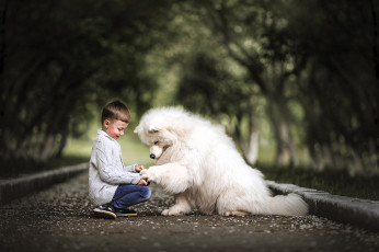 обоя разное, дети, мальчик, собака, дорога, аллея, деревья