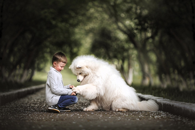 Обои картинки фото разное, дети, мальчик, собака, дорога, аллея, деревья