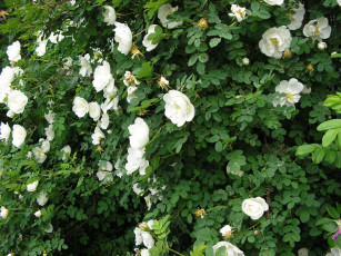 Картинка цветы шиповник