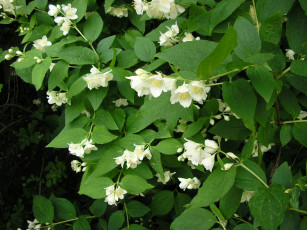 Картинка цветы жасмин