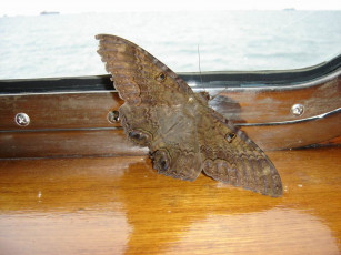 Картинка панамский матылек животные бабочки