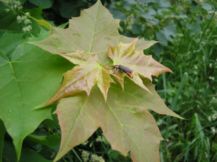 Картинка природа