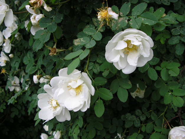 Обои картинки фото цветы, шиповник