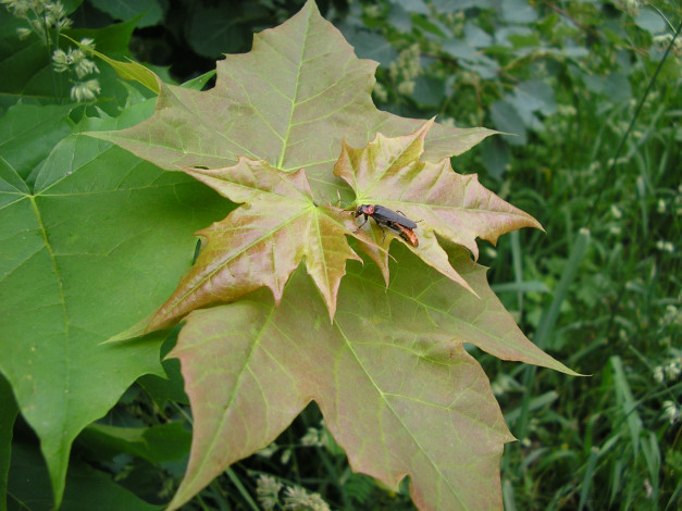 Обои картинки фото природа