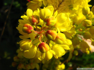 Картинка цветы