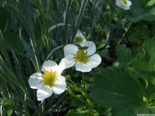 Картинка цветы