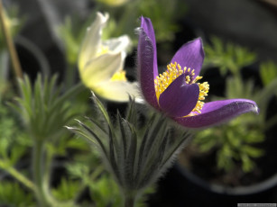 Картинка цветы анемоны адонисы