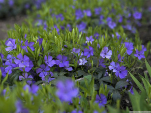 Картинка цветы барвинок