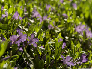 Картинка цветы барвинок