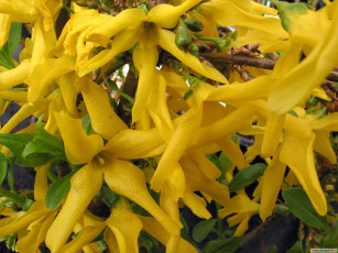 Картинка цветы цветущие деревья кустарники