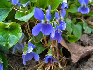 Картинка цветы фиалки